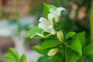 blanc verre fleurs sont parfumé. a magnifique vert feuilles photo