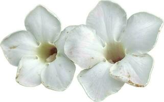 adénium fleurs avec blanc et blanc Contexte photo