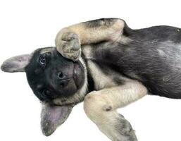 une chien avec noir, blanc et marron fourrure. photo