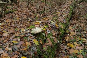 tinder champignon dans l'automne forêt, l'automne feuilles photo