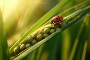 Jeune juteux Frais vert blé oreilles pointes et une coccinelle sur la nature fermer macro. génératif ai photo