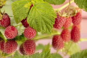 framboises avec vert feuilles fermer. photo