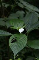 blanc fleurs de sarrasin sur une Contexte de vert herbe. photo