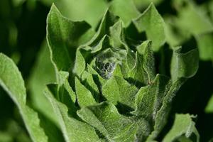 bouton de fleur vivace d'été photo