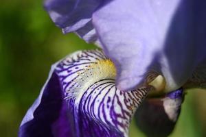 motif panaché de pétale d'iris bleu photo