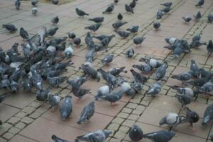 alimentation Pigeon des oiseaux sur sol . photo