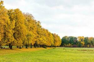 l'automne feuilles en dessous de une gros arbre dans le tomber photo