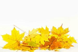 l'automne coloré chute érable feuilles isolé sur blanc Contexte photo