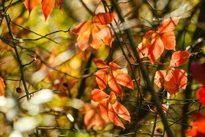 feuilles d'automne, foyer très peu profond photo