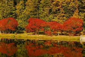 l'automne à le Lac photo