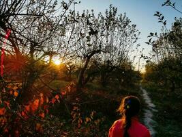 Soleil brillant par le des arbres sur une chemin dans une d'or forêt paysage réglage pendant le l'automne saison. photo