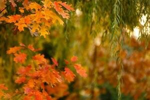 collection de magnifique coloré l'automne feuilles. vert, jaune, orange, rouge photo
