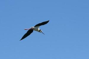 du sud pilotis, himantopus mélanure dans vol, la la pampa province, patagonie, Argentine photo