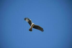 longue ailé harrier dans vol, la la pampa province, patagonie , Argentine photo