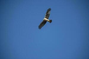 longue ailé harrier dans vol, la la pampa province, patagonie , Argentine photo