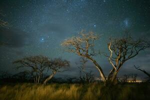 brûlant des arbres photographié à nuit avec une étoilé ciel, la la pampa province, patagonie , Argentine. photo