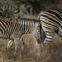 commun zèbre, mère et bébé , Kruger nationale parc, sud, Afrique photo