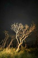 brûlant des arbres photographié à nuit avec une étoilé ciel, la la pampa province, patagonie , Argentine. photo