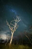 brûlant des arbres photographié à nuit avec une étoilé ciel, la la pampa province, patagonie , Argentine. photo