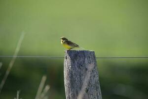 Safran bouvreuil ,sicalis flaveola, la pampa, Argentine. photo