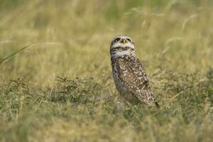 creuser hibou , athene cunicularia, à la recherche à le caméra, la la pampa province, patagonie, Argentine photo