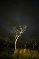 brûlant des arbres photographié à nuit avec une étoilé ciel, la la pampa province, patagonie , Argentine. photo