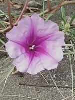 fleur dans le le sable photo