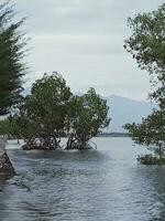 arbre de le l'eau photo