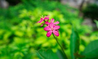 fleur dans jardin sur Matin photo