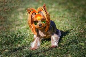 moderne charmant chiot de Yorkshire terrier petit chien avec dans arc en ciel des lunettes de soleil sur vert flou Contexte photo