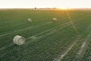 herbe balle dans le pampa campagne, buenos aires province, Argentine photo