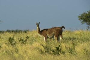 guanacos dans prairie environnement, parque luro la nature réserve, la la pampa province, Argentine. photo