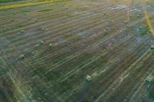 herbe balle dans le pampa campagne, buenos aires province, Argentine photo