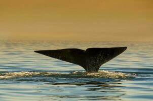 du sud droite baleine queue, péninsule valdés, chubut province, patagonie , Argentine photo