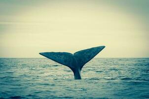 du sud droite baleine queue , péninsule valdés patagonie , Argentine photo