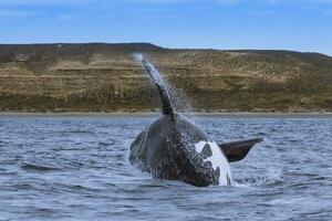 du sud droite baleine sauter , péninsule valdés patagonie , Argentine photo