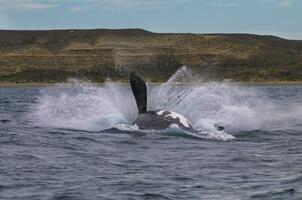 du sud droite baleine sauter , péninsule valdés patagonie , Argentine photo