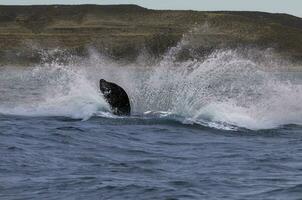 du sud droite baleine pectoral ailette , péninsule valdés patagonie , Argentine photo