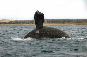 du sud droite baleine sauter , péninsule valdés patagonie , Argentine photo