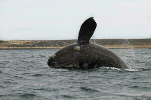 du sud droite baleine sauter , péninsule valdés patagonie , Argentine photo