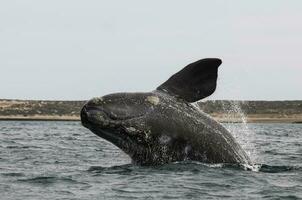 du sud droite baleine sauter , péninsule valdés patagonie , Argentine photo