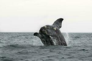 du sud droite baleine sauter , péninsule valdés patagonie , Argentine photo