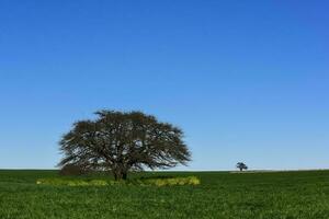 pampa arbre paysage, la la pampa province, patagonie, Argentine. photo