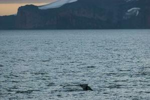 à bosse baleine plongée, mégaptère novaeangliae,antrtica. photo