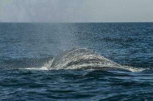 du sud droite baleine, patagonie, Argentine photo