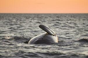 baleine queue en dehors de eau, péninsule valdes, patagonie, argentine. photo