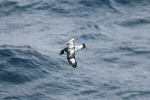 cap pétrel, antarctique oiseau, Antarctique photo