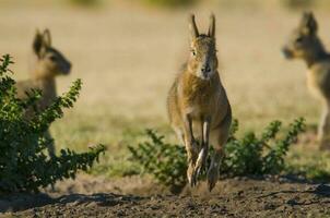 patagonien cavi, patagonie mara, péninsule valdés, patagonie , Argentine photo