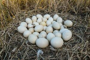 plus grand nandou des œufs dans nid, patagonie, Argentine photo