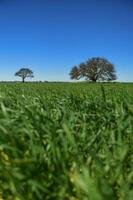 calden arbre paysage, la pampa, Argentine photo